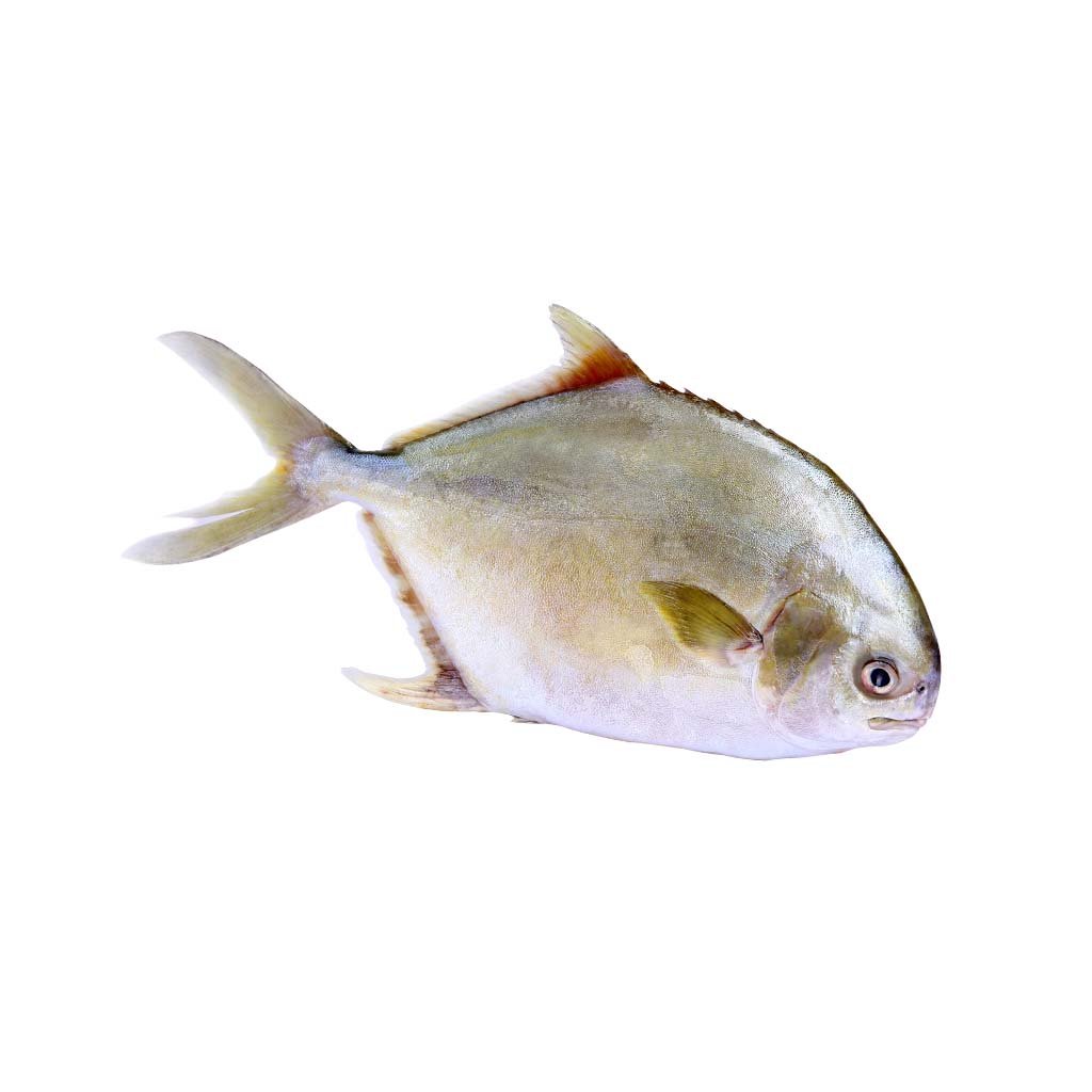 Golden Pomfret