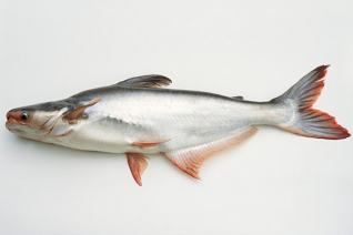 Global Seafood Supply