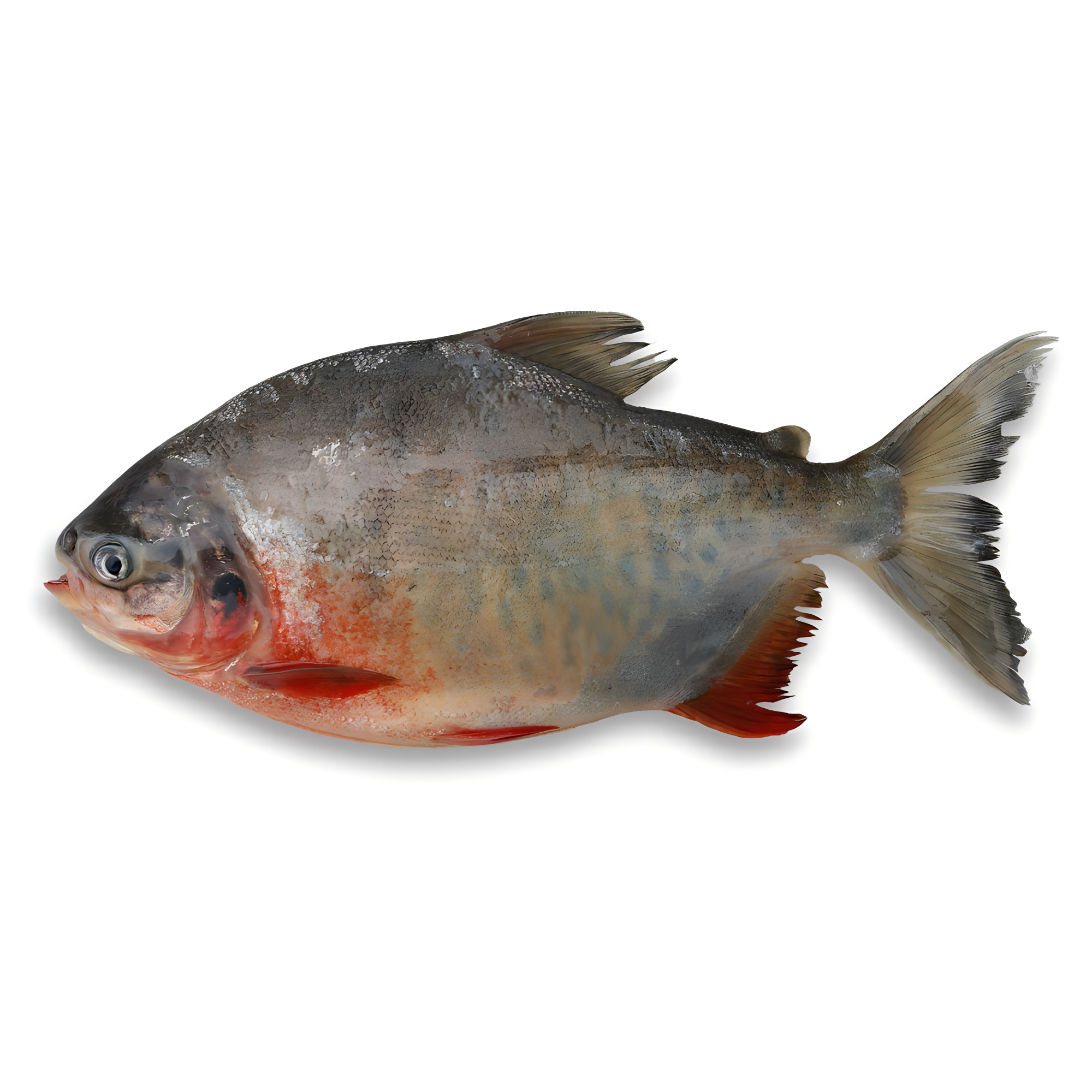 Red Pacu