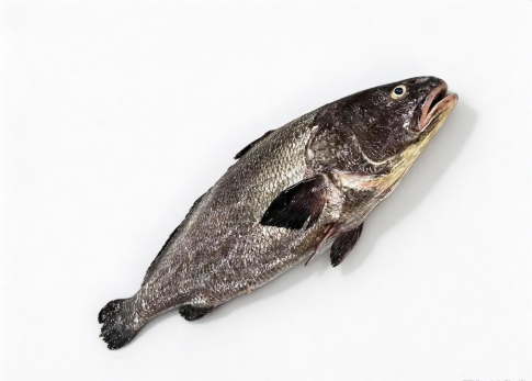 Brown Croaker