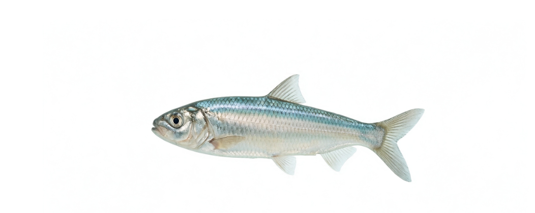 Herring